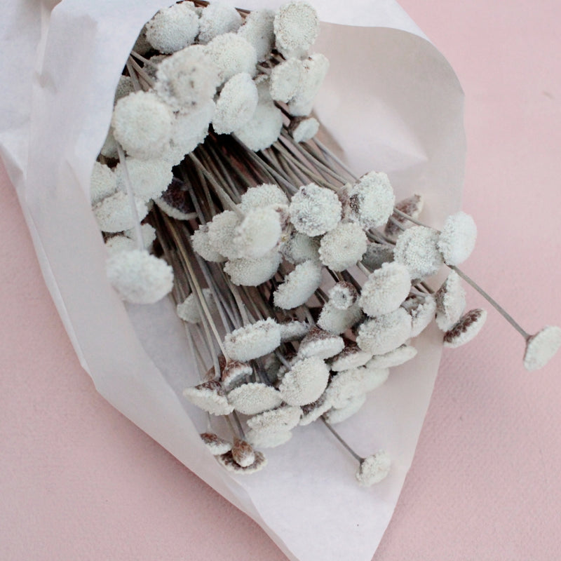 Matricaria- Trockenblumen