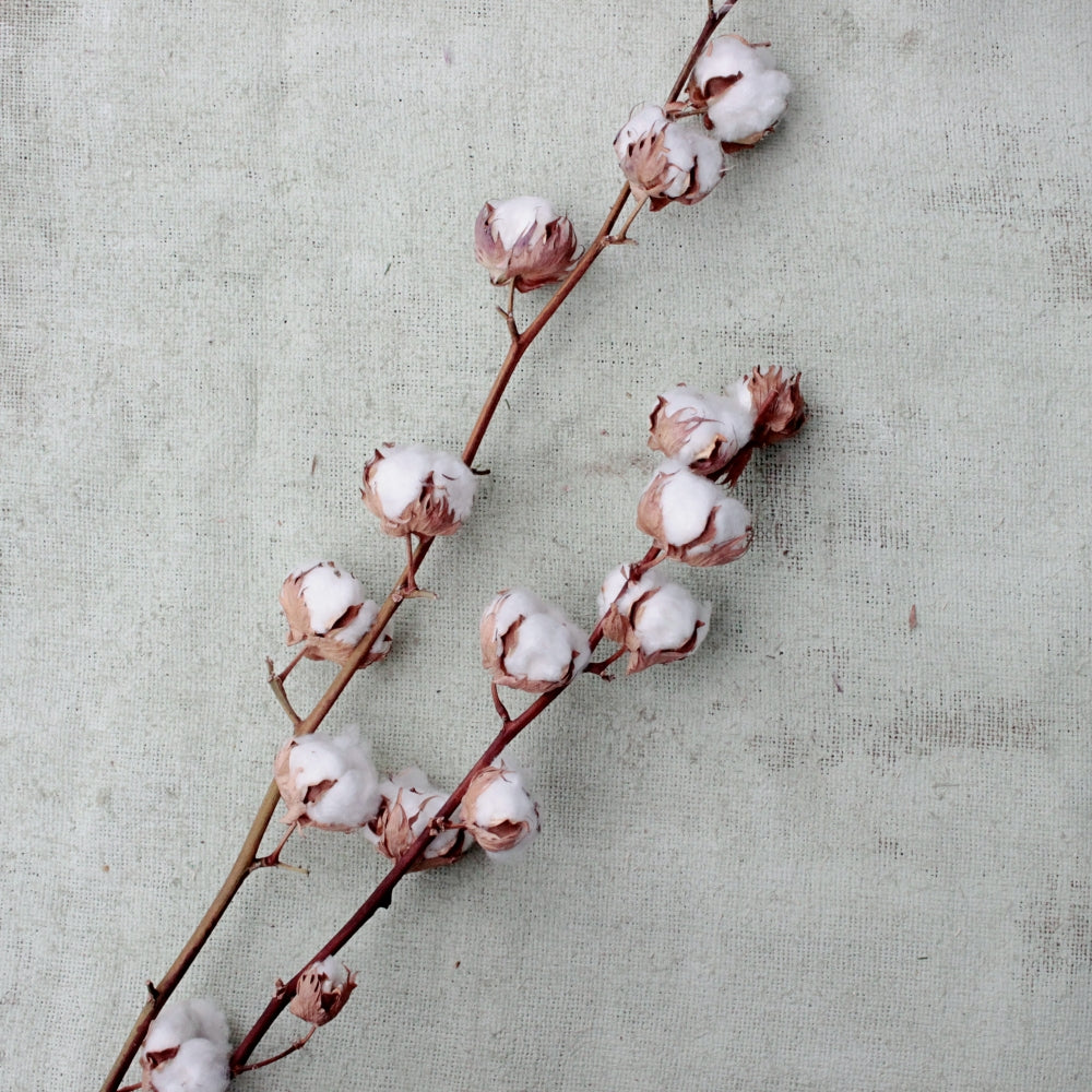 Baumwollfasern Baumwollpflanze Kaufen Baumwollpflanze Pflege