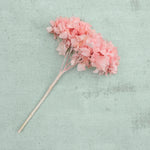Hydrangea - rosa Hortensie gefriergetrocknet