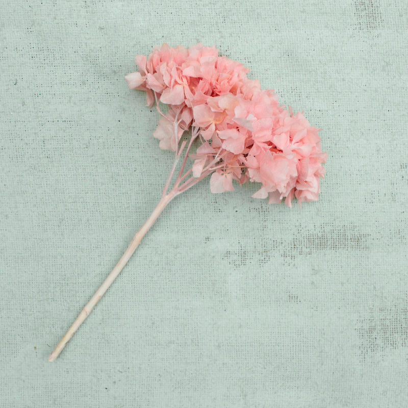 Hydrangea - rosa Hortensie gefriergetrocknet