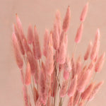 Lagurus Gräser antik pink