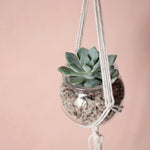 Pauli- Blumenampel mit Mini Succulente
