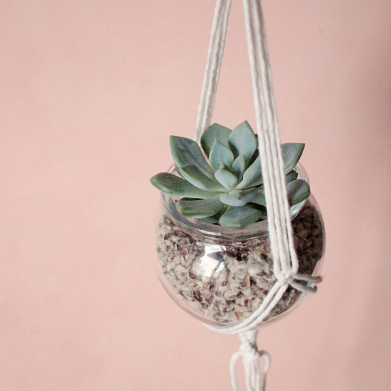 Pauli- Blumenampel mit Mini Succulente