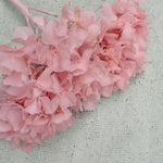 Hydrangea - rosa Hortensie gefriergetrocknet - Annas Blumenpoesie